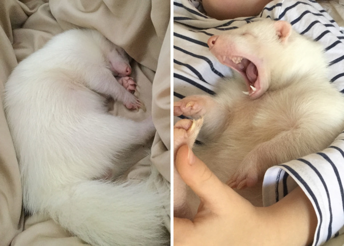 Snowy, The Adorable Sleepy Albino Skunk