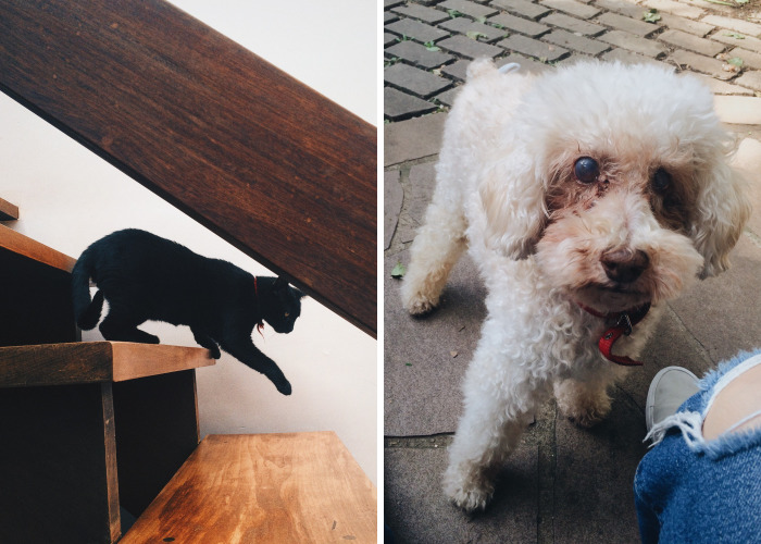 My Family And I Were Adopting Rescued Pets Since 2009 And This Is What We Got