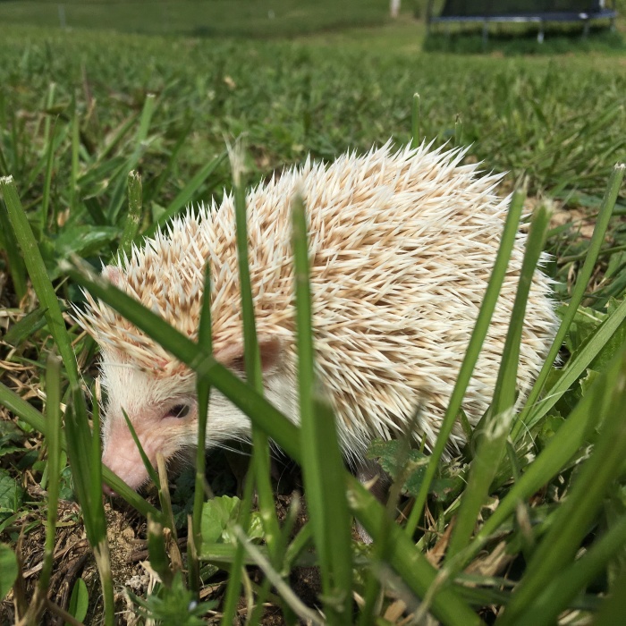 I Run A Small Animal Rescue For Over Sixty Animals