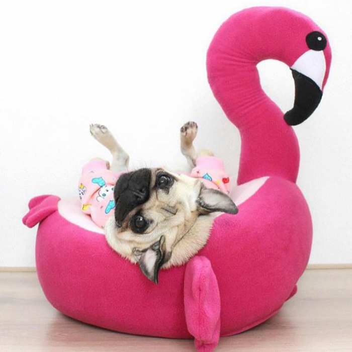 These Pugs Have The Hardest Job