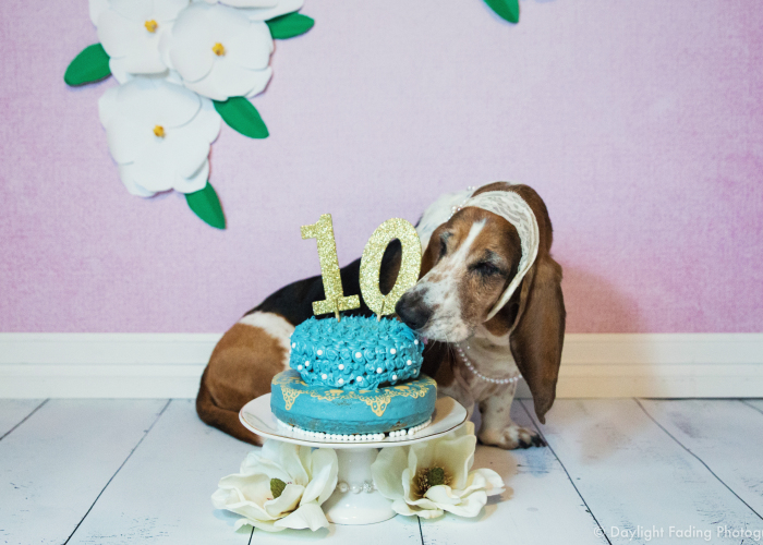 I Gave My Basset Hound A Cake For Her 10th Birthday… And She Smashed It!