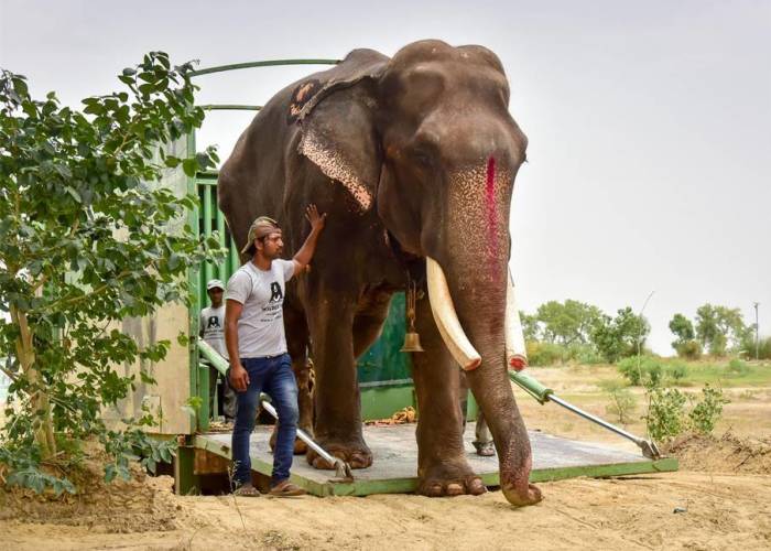 Elephant, Who Was Abused For 50 Years And Lived In Chains, Is Finally Freed By Wildlife Sos