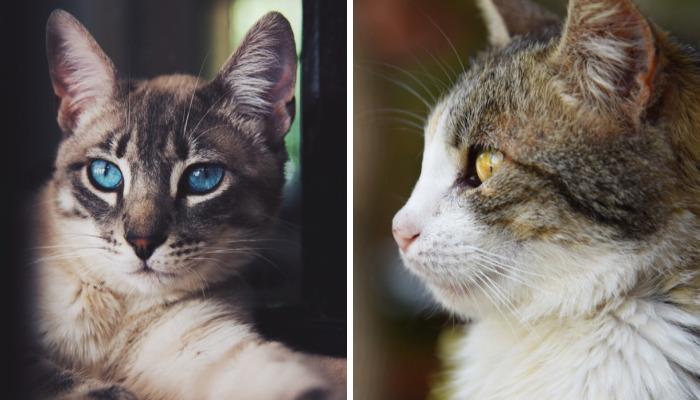 I Photographed Homeless Cats In A Rescue Center That Nobody Wants
