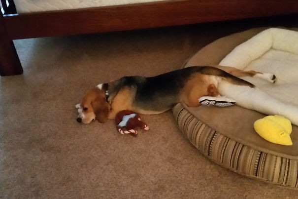 It's So Hard Trying To Get Out Of Bed In The Mornings....