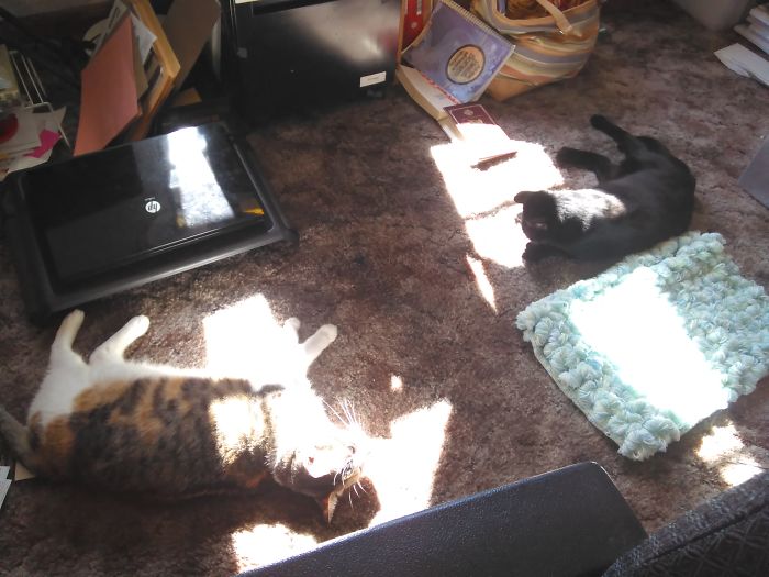 My Beach Babies Mija And Smudge Seeking Out The Sunshine!!