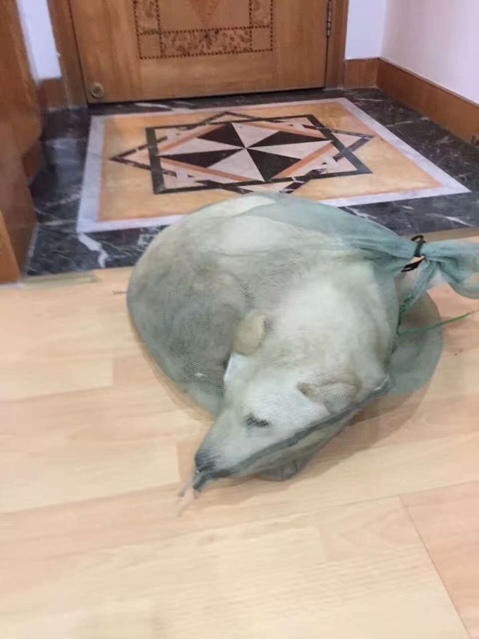 This Man Saw A Dog Being Sold For Meat And Just Couldn't Walk By This Man Saw A Dog Being Sold For Meat And Just Couldn't Walk By