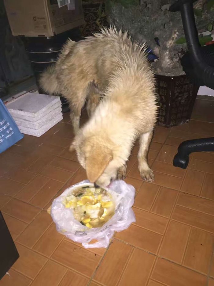 This Man Saw A Dog Being Sold For Meat And Just Couldn't Walk By This Man Saw A Dog Being Sold For Meat And Just Couldn't Walk By