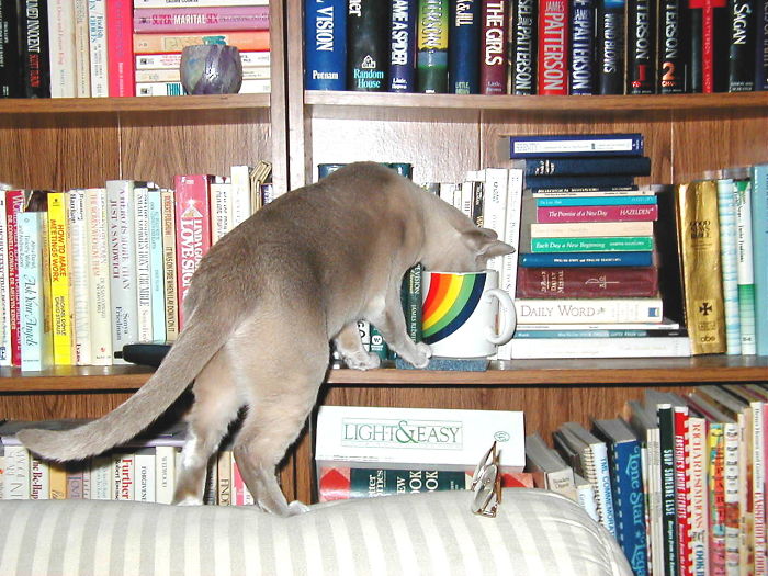 When I Brought 12 Week Old Tasha Home To Live With Us, She Lived Up To Being The "curious Kitty". (2002)