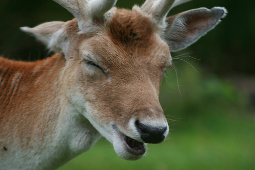 deer_laugh-594dc62ee3983.jpg