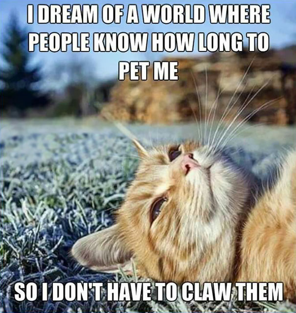Cat Problem