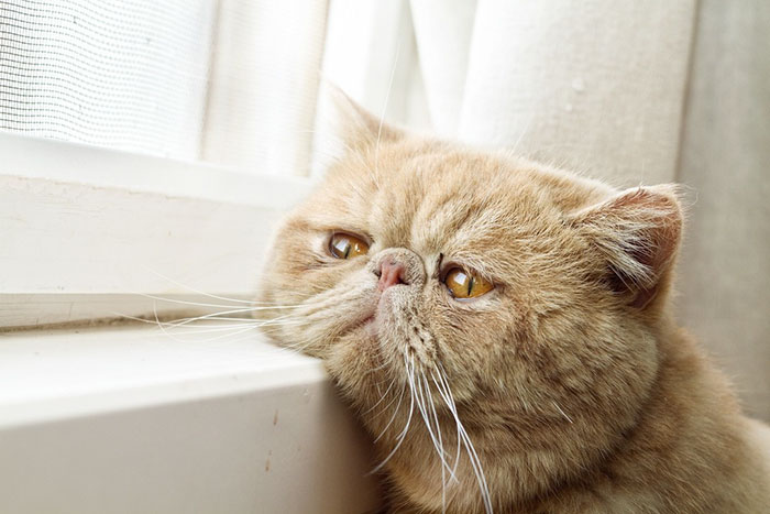 33 Hilariously Heartbreaking First World Cat Problems That We Probably Never Realized