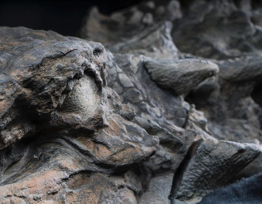 dinosaur-nodosaur-fossil-discovery-4