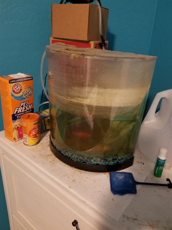 Owner Hasn't Cleaned This Goldfish's Aquarium For 1,5 Years, So This Hero Decided To Do Something About It Owner Hasn't Cleaned This Goldfish's Aquarium For 1,5 Years, So This Hero Decided To Do Something About It