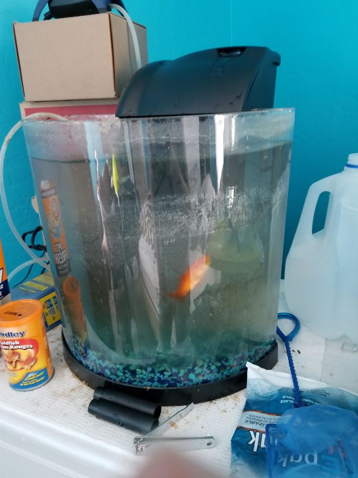 Owner Hasn't Cleaned This Goldfish's Aquarium For 1,5 Years, So This Hero Decided To Do Something About It Owner Hasn't Cleaned This Goldfish's Aquarium For 1,5 Years, So This Hero Decided To Do Something About It
