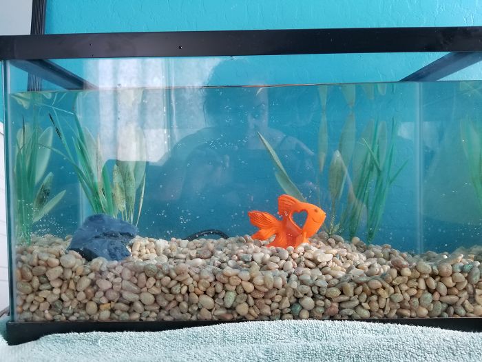 Owner Hasn't Cleaned This Goldfish's Aquarium For 1,5 Years, So This Hero Decided To Do Something About It Owner Hasn't Cleaned This Goldfish's Aquarium For 1,5 Years, So This Hero Decided To Do Something About It