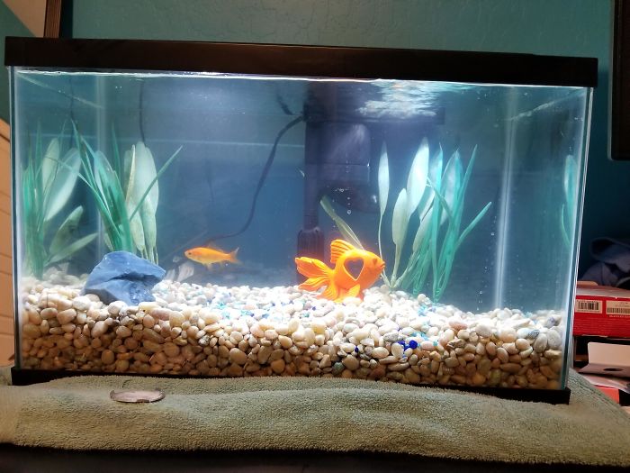 Owner Hasn't Cleaned This Goldfish's Aquarium For 1,5 Years, So This Hero Decided To Do Something About It