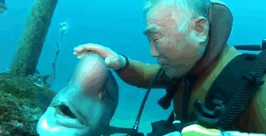Gif of Hiroyuki petting Yoriko (fish underneath the water Gif of Hiroyuki petting Yoriko (fish underneath the water