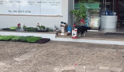dog-buys-food-himself-pituco-brazil-6 dog-buys-food-himself-pituco-brazil-6