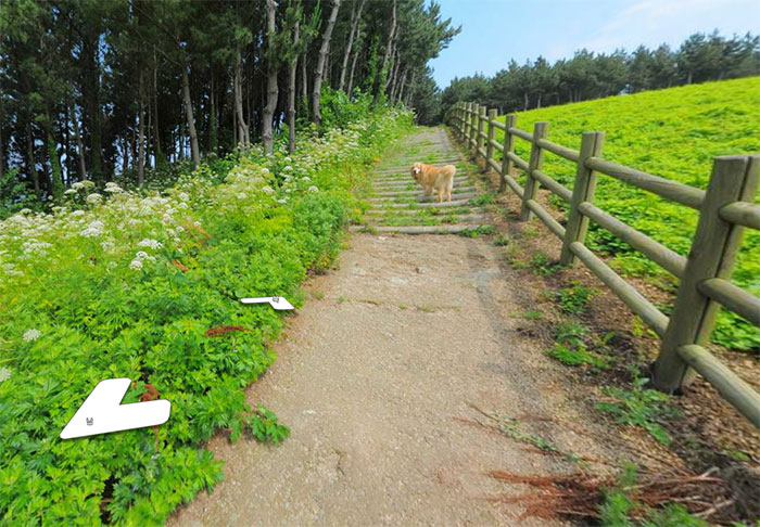 Dog Follows Street View Photographer, Photobombs Each And Every Photo