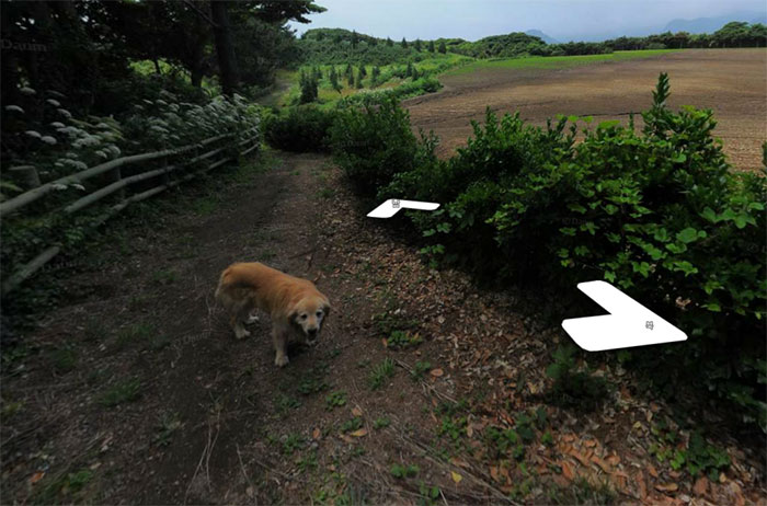 Dog Follows Street View Photographer, Photobombs Each And Every Photo Dog Follows Street View Photographer, Photobombs Each And Every Photo