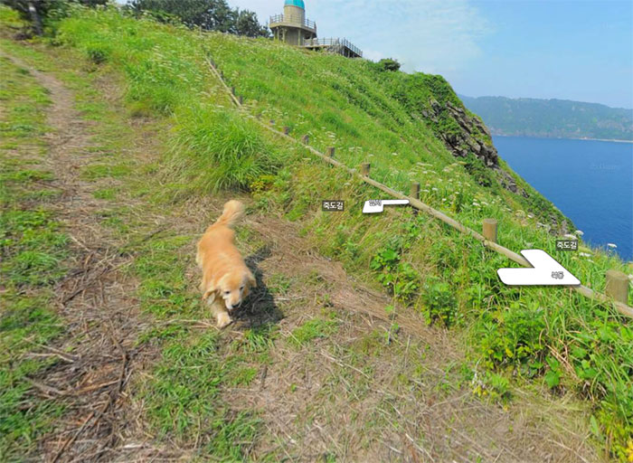 Dog Follows Street View Photographer, Photobombs Each And Every Photo Dog Follows Street View Photographer, Photobombs Each And Every Photo