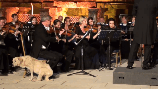 Dog Interrupts Orchestra Performance In Cutest Way Ever, Gets Rounds Of Applause