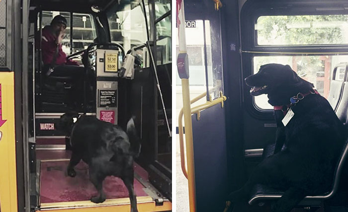 Este perro viaja él solo en autobús cada día para ir al parque