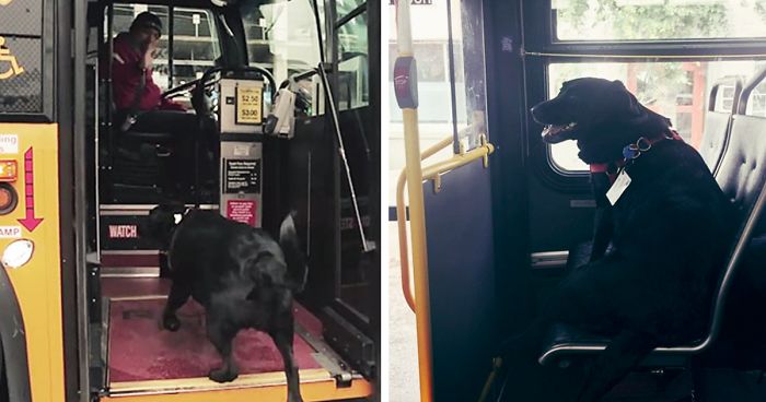 Every Day This Dog Rides The Bus All By Herself To Go To The Park