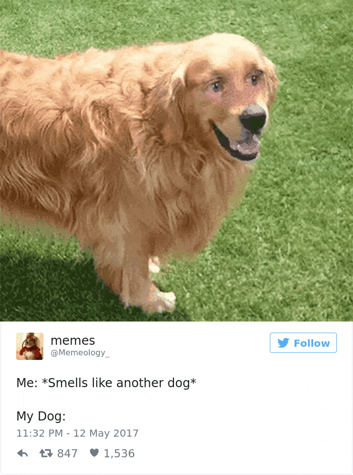 Dog Tweets