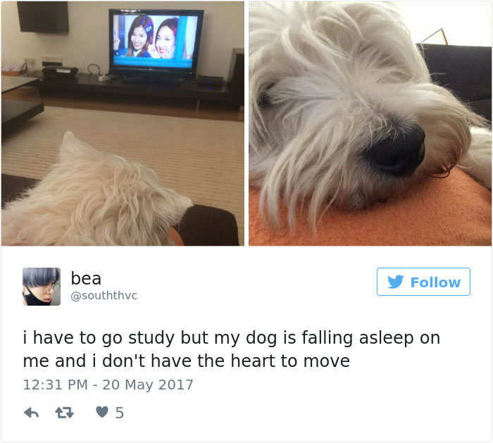 Dog Tweets