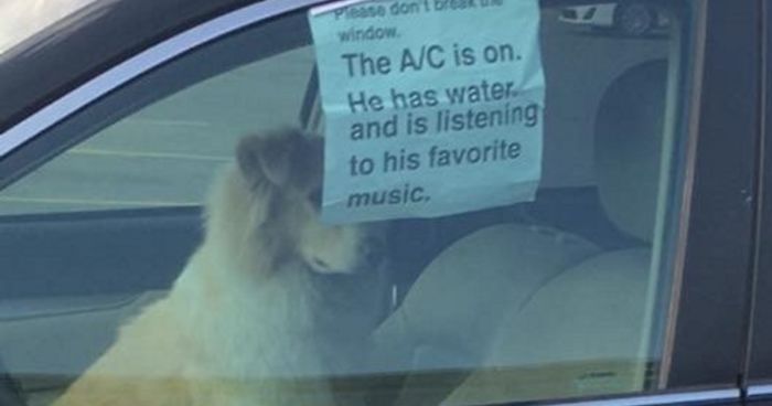 60 Funny Dog Tweets That Are Too Relatable