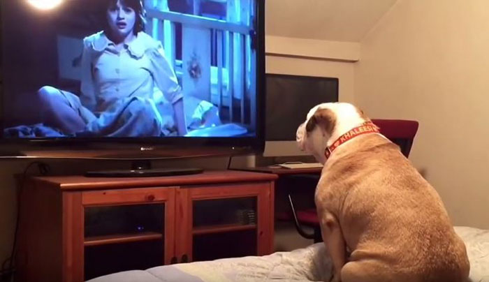 Bulldog Watches Horror Movie, And His Reaction Is All Of Us