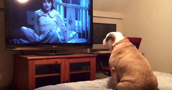 Bulldog Watches Horror Movie, And His Reaction Is All Of Us