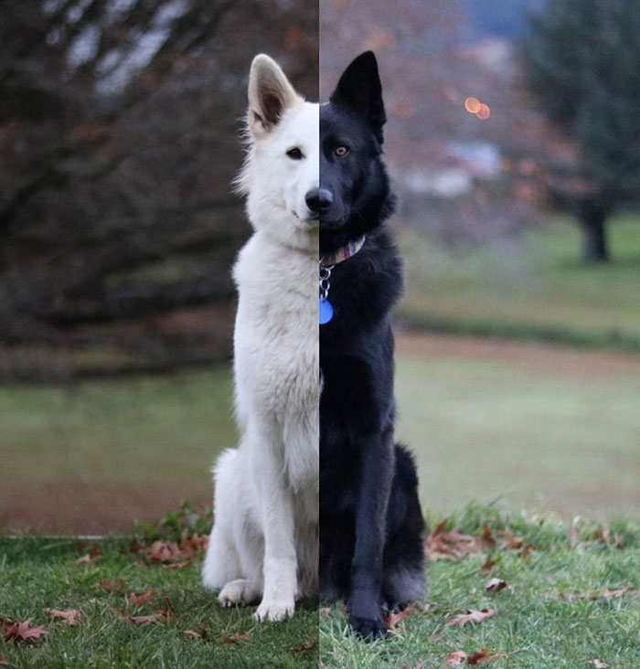 These Dog “Wedding” Photos Will Make Your Day