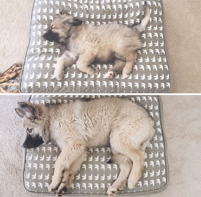 9 Weeks Vs. 16 Weeks