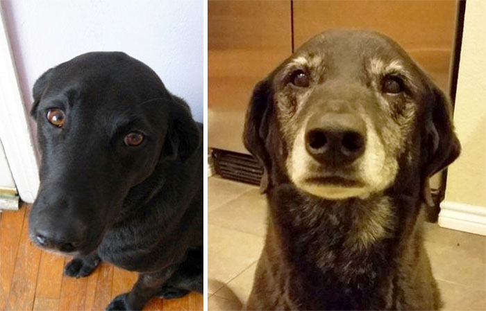 My Dog 10 Years Ago And Today