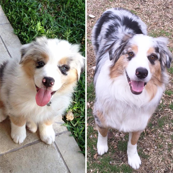 5lbs/115 Lbs. Love My Big Boy