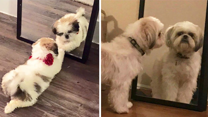 Narcissistic Puppy Olive, Then And Now