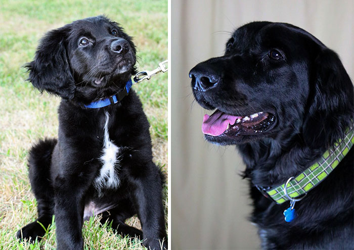 My Puppy, Then And Now, Lab-newfie Mix