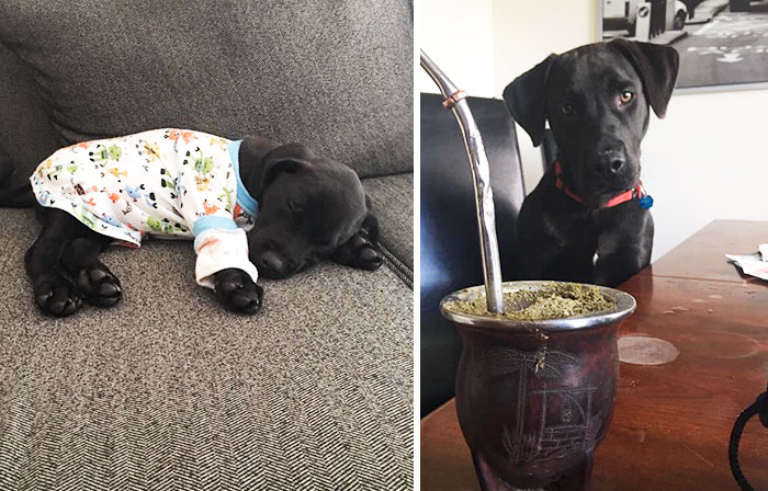 My Aunts Dog Was So Little And Literally Got Big So Fast, And He's Still Not Even Done Growing He's About 4 Or 5 Months