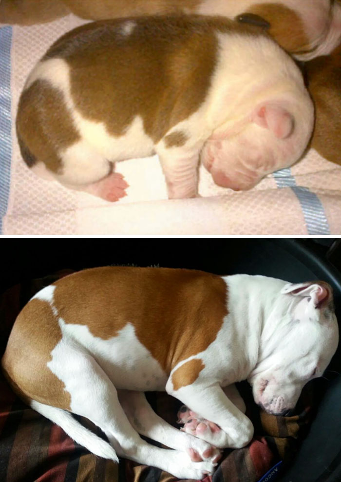 My Dog Dexter, Few Days Old Vs A Few Months Old
