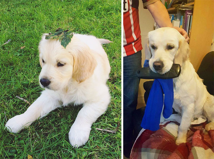 My Dog At 8 Weeks And 8 Months Old