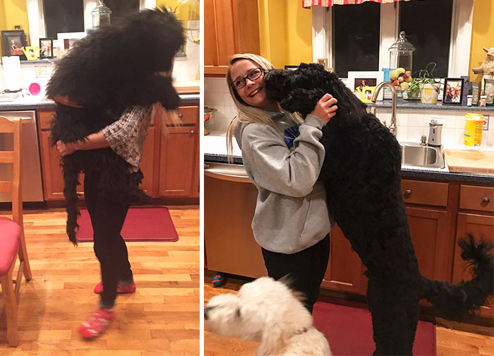 The First Picture Was Less Than 6 Months Ago And Now My Dog Is Taller Than Me