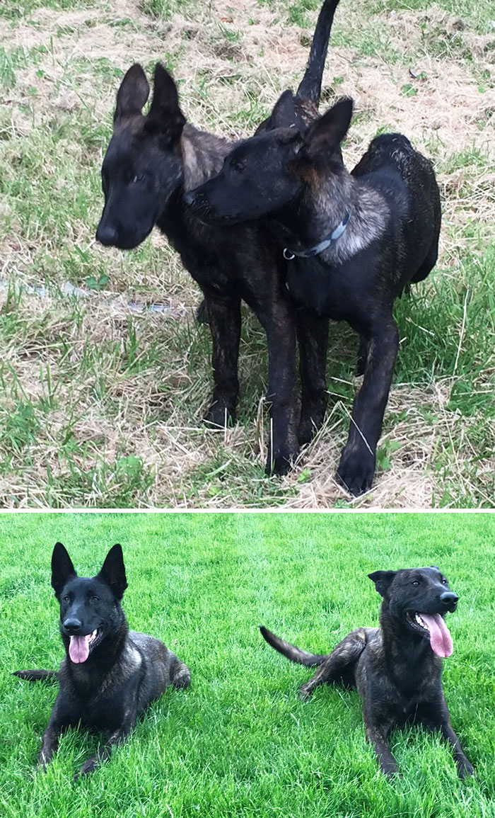Puppies All Grown Up, About To Complete Training To Become Working Police Dogs
