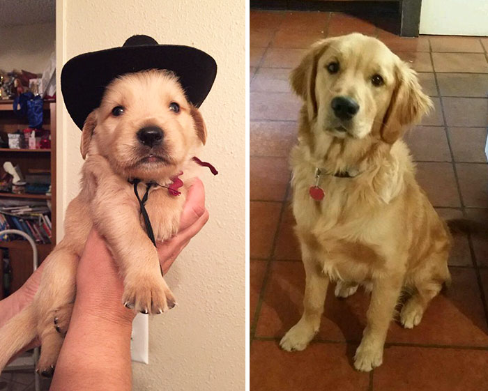 Cute Puppy Grown Up Into A Handsome Gentleman