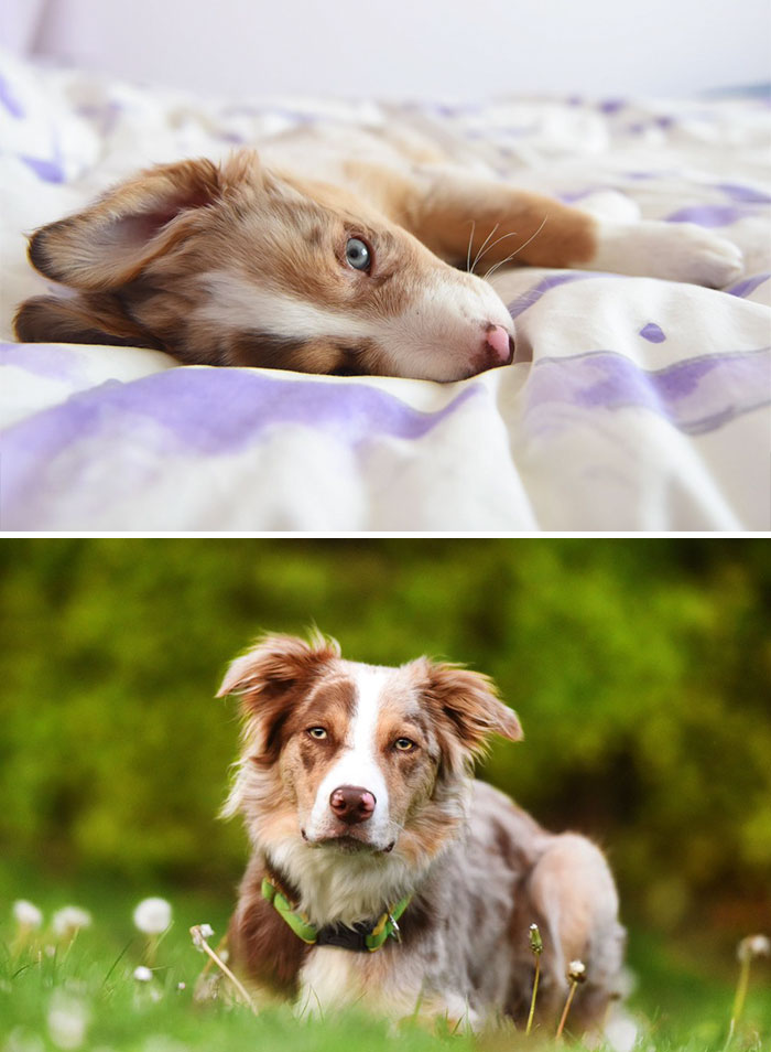 I Brought My Puppy Home A Year Ago Today And He's Grown So Freaking Much