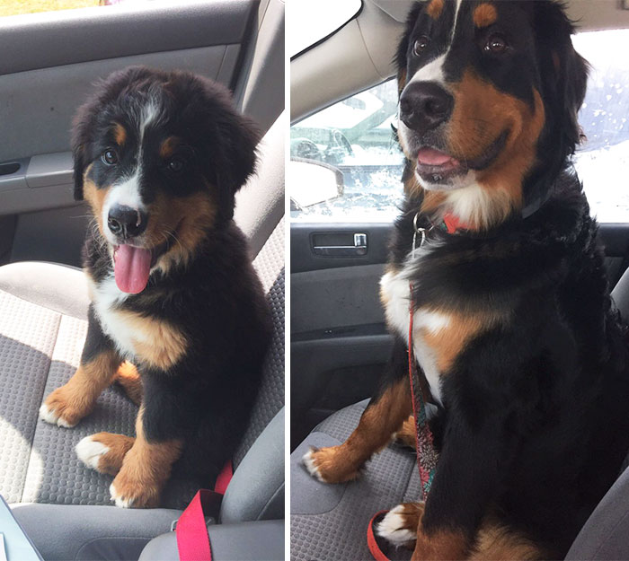 When Your Puppy Is Only 8 Months Old But A Full Grown Dog