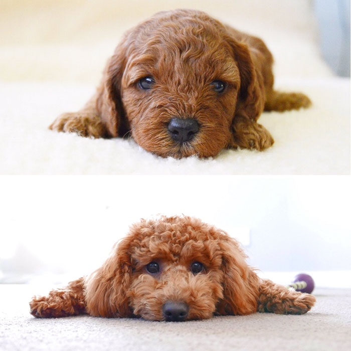 My Little Puppy Has Grown So Much