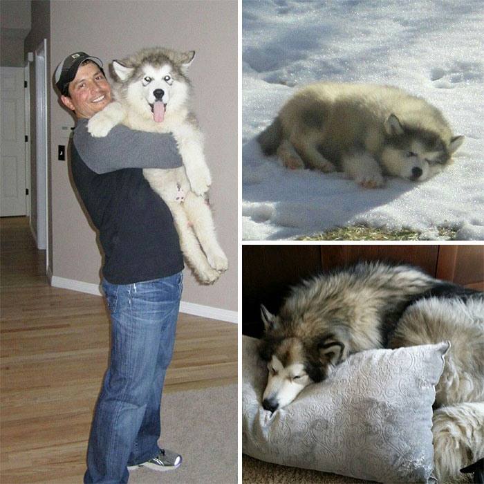 Vic, Loyal Guard Dog Of My Local Liquor Store, Turns 4 Today. And He's Still A Big Floof After All This Time