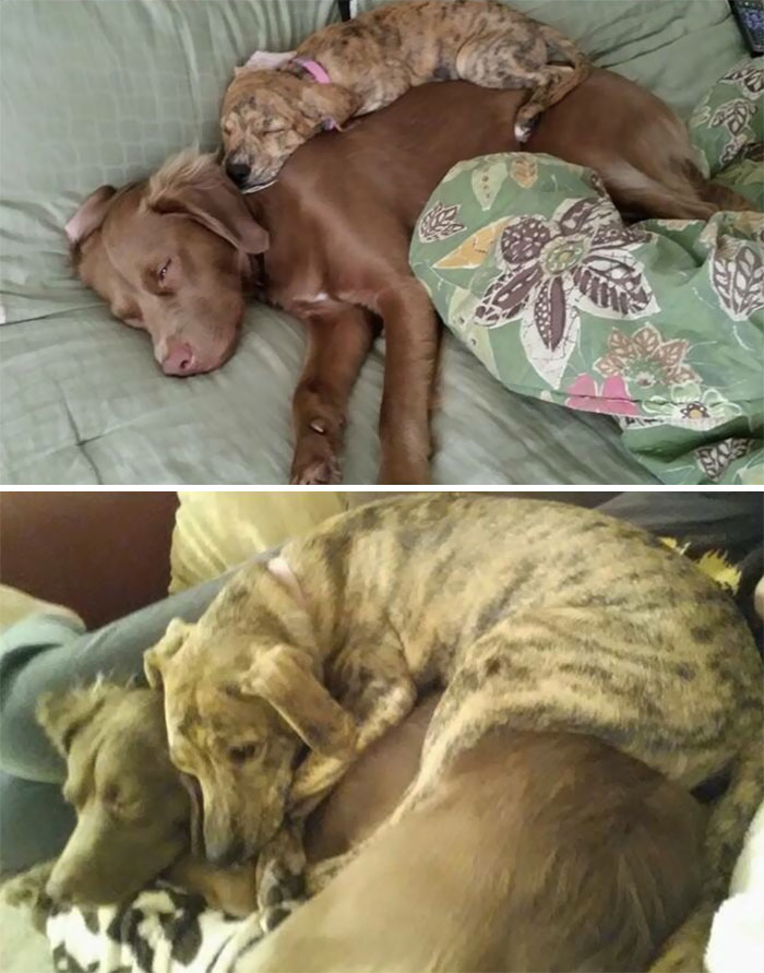 It Took Her A While To Realize They Couldn't Nap Together Anymore